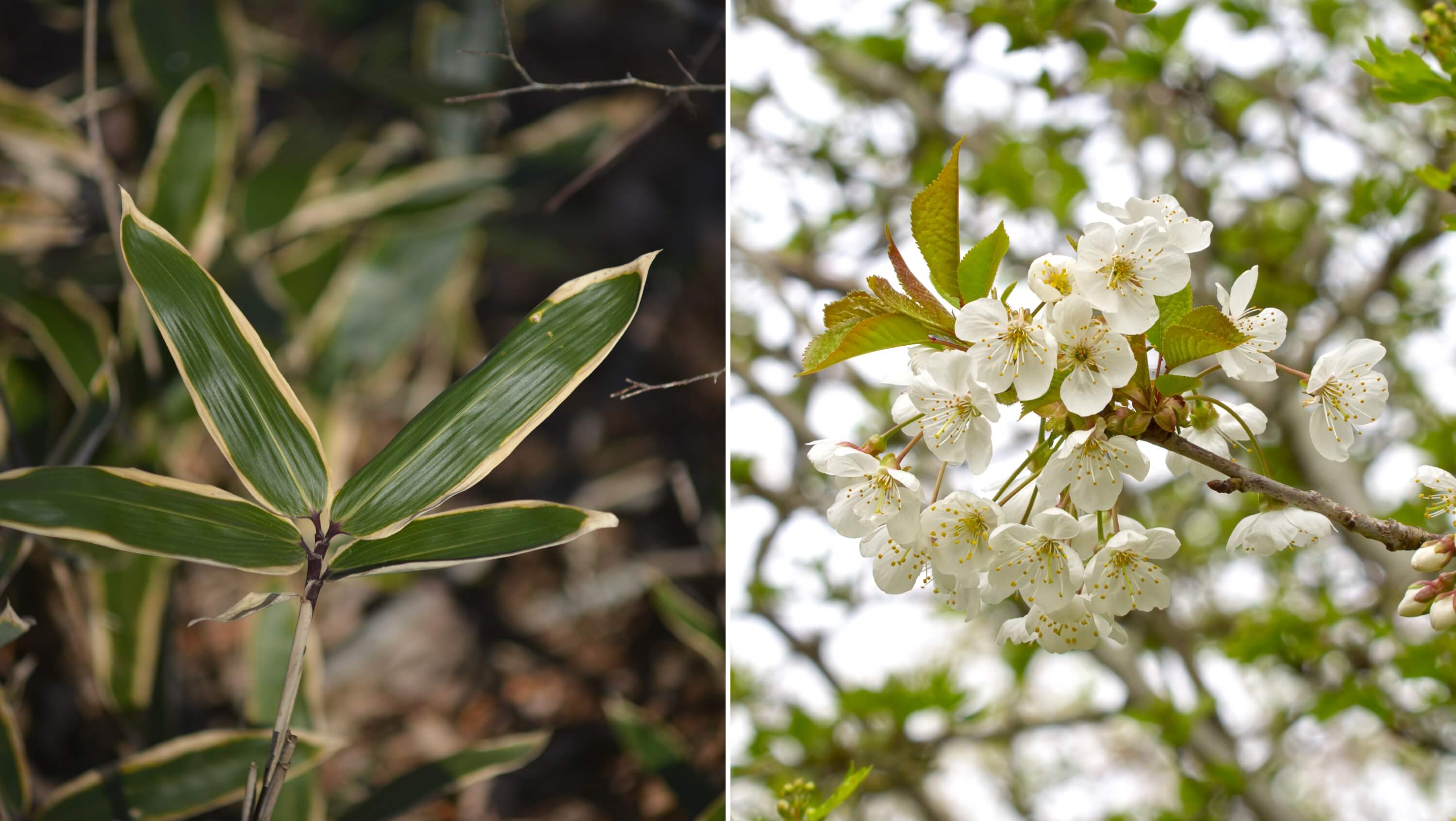 Jeju White Blossom and Jeju Jori - Ingredient in focus 